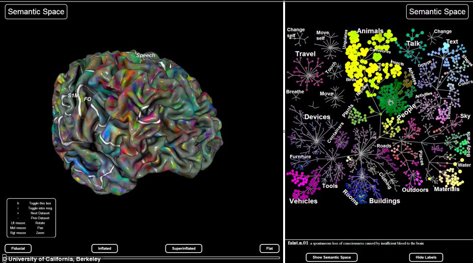 The team used fMRI scans of patients to work out which how which regions of their brains process different categories of information (right). They were then able to show the regions on a virtual 3D brain (left)