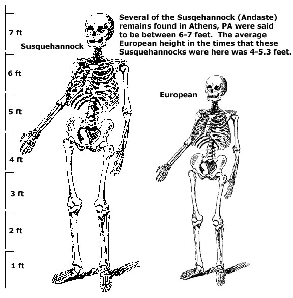 Susquehannock Indian skeleton comparison 