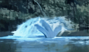 Video: A Trident Tailed Sea Monster in Florida