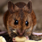 https://www.pexels.com/photo/brown-rat-eating-food-2189599/