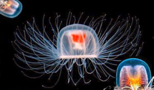 The Immortal Jellyfish: Unlocking Nature’s Secret to Eternal Renewal